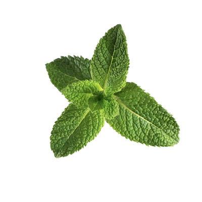 Beessential Natural Body Wash Peppermint | Sulfate-Free Bath and Shower Gel with Essential Oils for Men &amp Women 8 oz