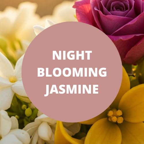 Black Canyon Night Blooming Jasmine Scented Body Wash 16 Oz (2 Pack)