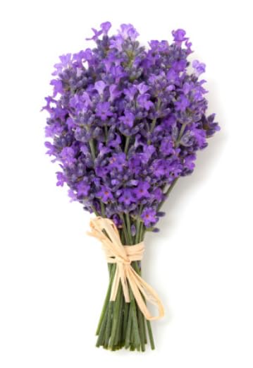 Organic Nourishing Body Wash - For MEN - Lavender Fragrance- ITEM CODE: 655255405270 Regular