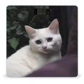 White Cat Scale for Body Weight Highly Accurate Digital Bathroom Scale Sturdy Tempered Glass Weighing Scales with LCD Display Fashion Body Fat Smart Scales 400lb