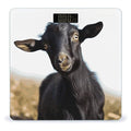 Cute Black Goat Animal Bathroom Scale for Body Weight Bathroom Weighing Scale with Backlit LCD Display Highly Accurate Measures Weight Up to 180kg