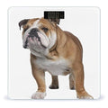English-Bulldog Scale for Body Weight Anti-Slip Sturdy Tempered Glass Weighing Machine Highly Digital Accurate Bright LCD Bathroom Scale for Household Gift