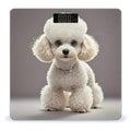 Poodle Scale for Body Weight Digital Bathroom Scale Toughened Glass High Precision Scales for Body Weight with Large LCD Backlight Display Weight Scales