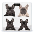 French Bulldog Scale for Body Weight Highly Accurate Digital Bathroom Body Scale Digital Bathroom Scales for People Anti-Slip Large LCD Display Smart Scales