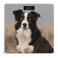 Border Collie Scale for Body Weight Accurate Digital Bathroom Scale Toughened Glass High Precision Scales Smart Weight Scales with Large LCD Backlight Display Weighing Machine