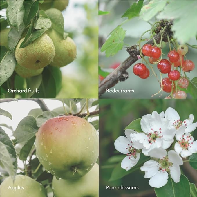 Skandinavisk FJORD Hand &amp Body Wash Scent notes: Apple and pear blossom orchard fruits and redcurrants 16.91 fl. oz.