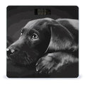 Black Labrador Puppy Scale for Body Weight Highly Accurate Digital Bathroom Body Scale Digital Bathroom Scales for People Anti-Slip Large LCD Display Smart Scales
