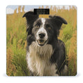 Mohado Border Collie Dog Bathroom Scale for Body Weight Bathroom Weighing Scale with Backlit LCD Display Highly Accurate Measures Weight Up to 180kg