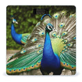 Beautiful Peacock Scale with LCD Precision Weighing Scales Sturdy Tempered Glass Weight Scales Easy-to-Read Anti-Slip Weight Digital Bathroom Scale for Daily