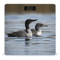 Loon Birds Scale for Body Weight High Precision Digital Weight Scales with LCD Display Anti-Slip Sturdy Slim Tempered Glass Bathroom Scale for Home Use
