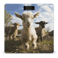 Digital Bathroom Scale for Body Weight Scale with Bright LCD Display High Accuracy Step-On Technology Auto On/Off Cute Goat Digital Scales 400 Lbs /180kg