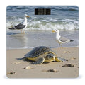 Green Sea Turtle Bathroom Scale for Body Weight Bathroom Weighing Scales with Back Lit LED Display Sturdy Tempered Glass Body Weight Bathroom Scale 400lb Weighing