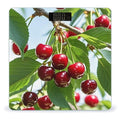 Cute Cherry Bathroom Scale for Body Weight Bathroom Weighing Scales with Back Lit LED Display Sturdy Tempered Glass Body Weight Bathroom Scale 400lb Weighing
