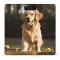 Golden Retriever Dog Scale for Body Weight Highly Accurate Digital Bathroom Scale Sturdy Tempered Glass Weighing Scales with LCD Display Fashion Body Fat Smart Scales 400lb