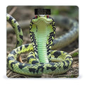 Cobra Snake Bathroom Scale for Body Weight Bathroom Weighing Scales with Back Lit LED Display Sturdy Tempered Glass Body Weight Bathroom Scale 400lb Weighing