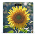 Night Sunflowers Scale for Body Weight Digital Bathroom Scale Accurate Smart Weight Scales with Large Display Weighing Machine High Precision Scales