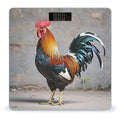 Rooster Bathroom Scale for Body Weight with High Precision Large LCD Backlight Display Digital Weighing Scale with BMI Capacity Up to 180kg