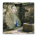 Cute Peacock Weight Scale Large Bathroom Scales Digital Weight with Bright LED Display Non Slip Automatic Weighing Scale Fashion Weighing Machine for Body