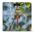 Dragonfly is Red Scale for Body Weight Digital Bathroom Scale Accurate Smart Weight Scales with Large Display Weighing Machine High Precision Scales