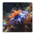 Nudibranch Bathroom Scale Ultra-Bright Liquid Crystal Screen Weight Scale Accurate Bathroom Body Scales for Body Weight Bathroom Pet Home Bedroom Gift-Giving