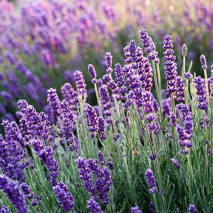 LAVENDER OIL &amp MAGNESIUM SHOWER GEL RELAX AUSTRALIAN OWNED 1000ML./33.8FL.OZ.(PACK OF 1)