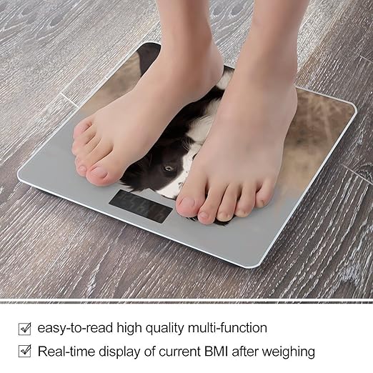 Border Collie Scale for Body Weight Accurate Digital Bathroom Scale Toughened Glass High Precision Scales Smart Weight Scales with Large LCD Backlight Display Weighing Machine