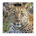 African Animal Leopard Scale for Body Weight Accurate Digital Bathroom Scale Toughened Glass High Precision Scales Smart Weight Scales with Large LCD Backlight Display Weighing Machine